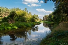 River in the forest / ***