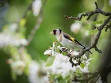 Goldfinches of life-1 / ***