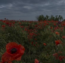 Poppies Premonition of Rain / ***