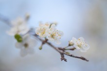 Spring / ----