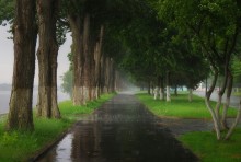 of rain / ***