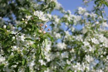 Apple tree in bloom / ***