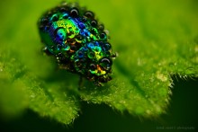 Beetle - rainbow / .....