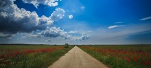 Roads poppies / ***