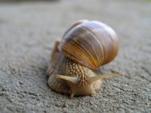 snail / ***