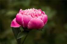 Peony / ****