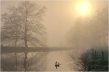 Swan in the morning. / A foggy sunrise in my region.