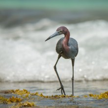 Little blue heron / Egretta caerulea