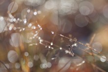 Chief of plasmoids / ***