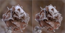 Rose in winter coat / ***