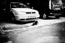 photo kitten with machine / ***