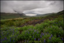 landscape with lupine / ***