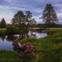 Landscape with driftwood and buttercups / ***