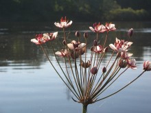 River, flowers / ***