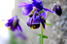 Columbine / ...