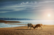 on the king of the hill / *****************