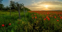 A neutral zone flowers of great beauty! / ***