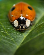 Ladybird / ***
