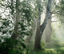 Morning in a birchwood / ***