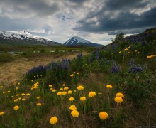 Landscape with lupine and dandelions / ***