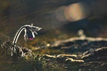 Magic light Son grass. / ***