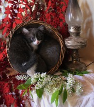 Cats in the basket / ***