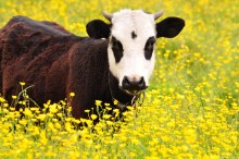 In the field / Cow