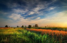 Summer meadow / ***