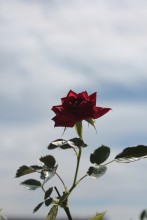 Rose and sky / ***