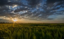 &quot;Wheat&quot; sunset / ***