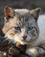 Portrait of a homeless cat ... / ***