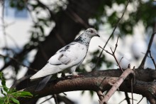 Dove / ***