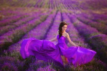 Lavstori in the Crimea on a lavender field / ***