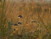 Mushroom colony. / ***