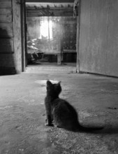 Black cat in a dark room / ***