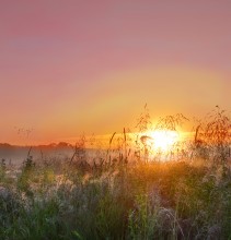 Summer colors. / ***