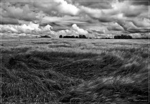 Polyushko field ... / ***