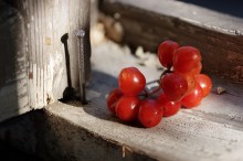 Nail and viburnum / ***