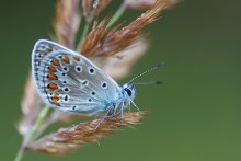 Copper-butterfly / ---
