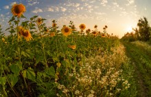 Evening with sunflowers / ***