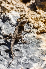 Lizard on a vertical wall in Incekum / ***