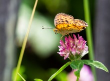 Butterfly on clover :) / ***