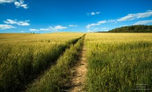 Rye field / ***