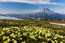 Blooming Kamchatka / ***