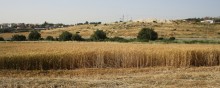 Wheat in Israel / ***