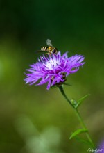 insect on purple flower / ****