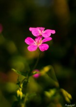 Wild Geranium / ****