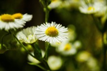 Malnkie daisies / ***