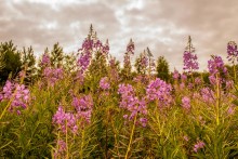willow-herb / ....