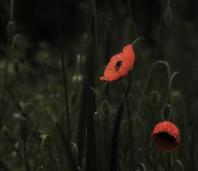 Poppies "temnog tsarstvayu" / ***
